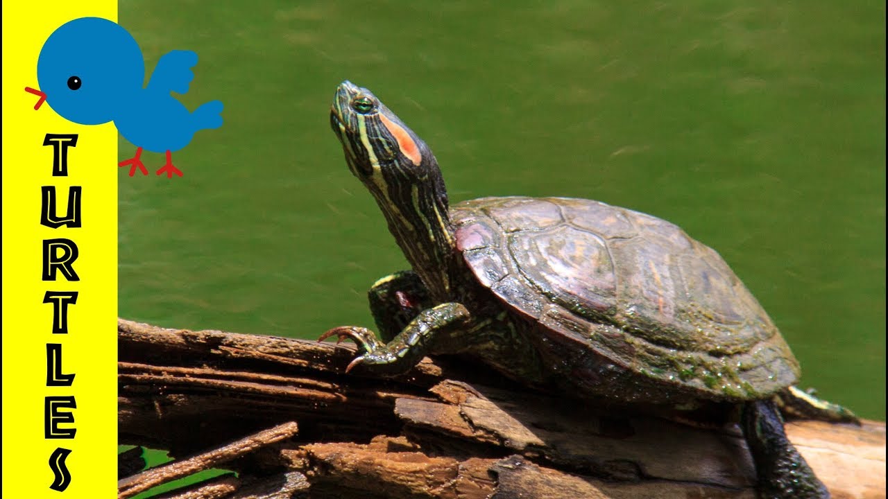 Turtles for Little Ones: Preschool Learning about Turtles for Kids - FreeSchool Early Birds