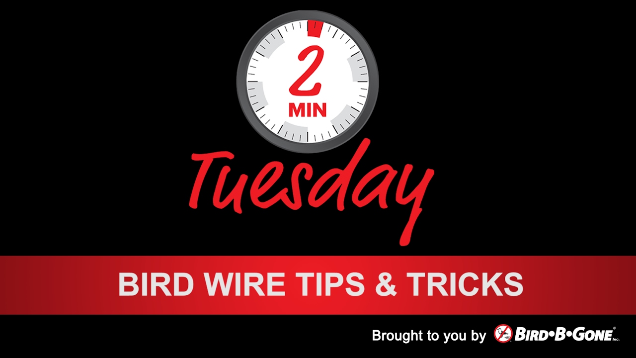 Bird Wire Tips & Tricks