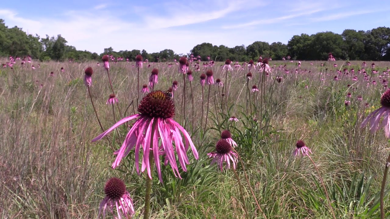 Pale Purple Cone Flower