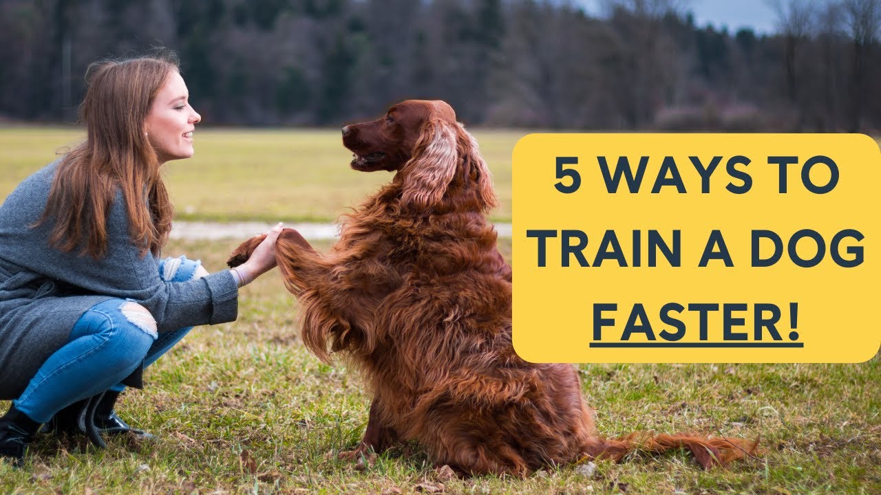 How to Train a Dog Faster: 5 Daily Hacks for Quicker Learning