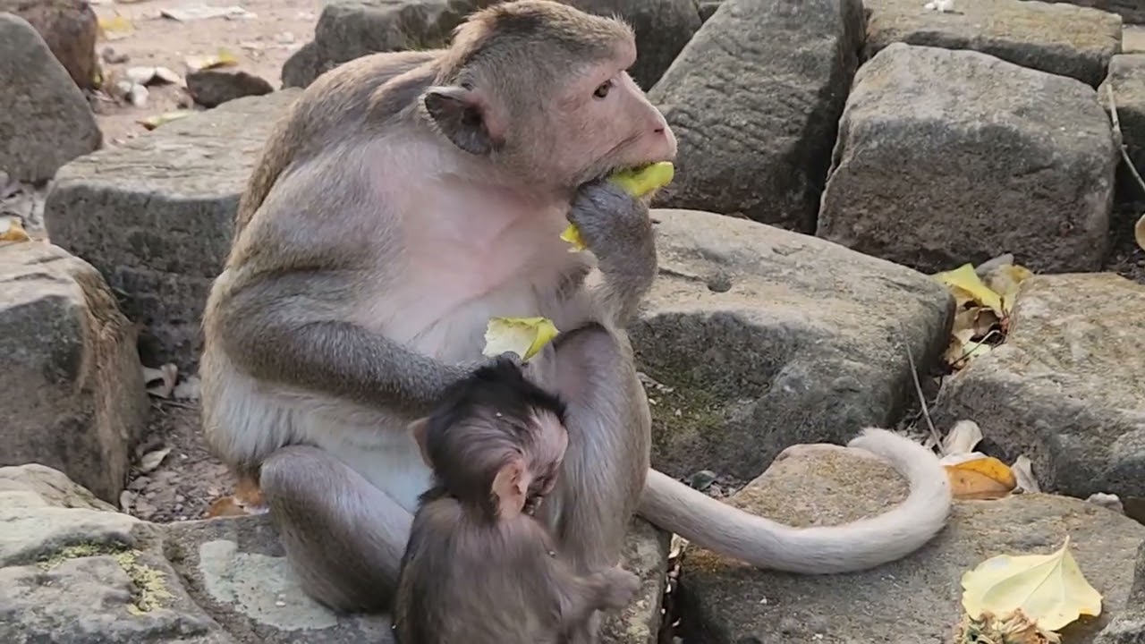 Take care babe monkey 