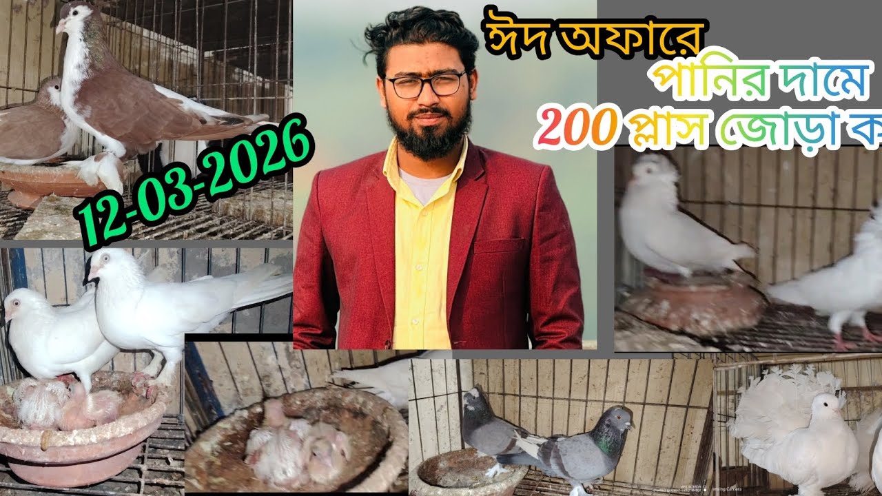 ঈদ অফারে পানির দামে ২০০ প্লাস জোড়া কবুতর কিনুন 