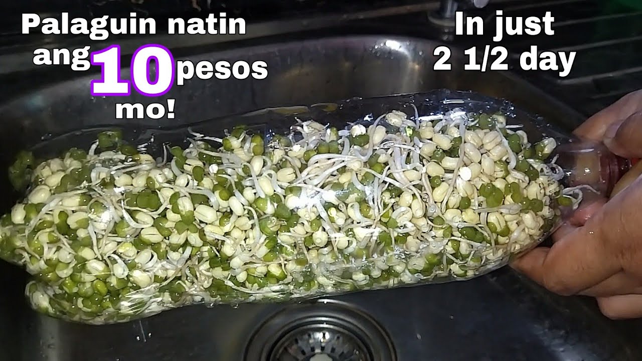USING PLASTIC BOTTLE sa Pagpapatubo ng Togue ang dali lang!