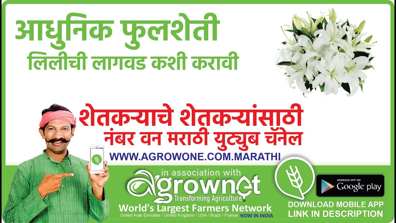 आधुनिक फुलशेती लिलीची लागवड कशी करावी  Spider Lily  Flower Farming