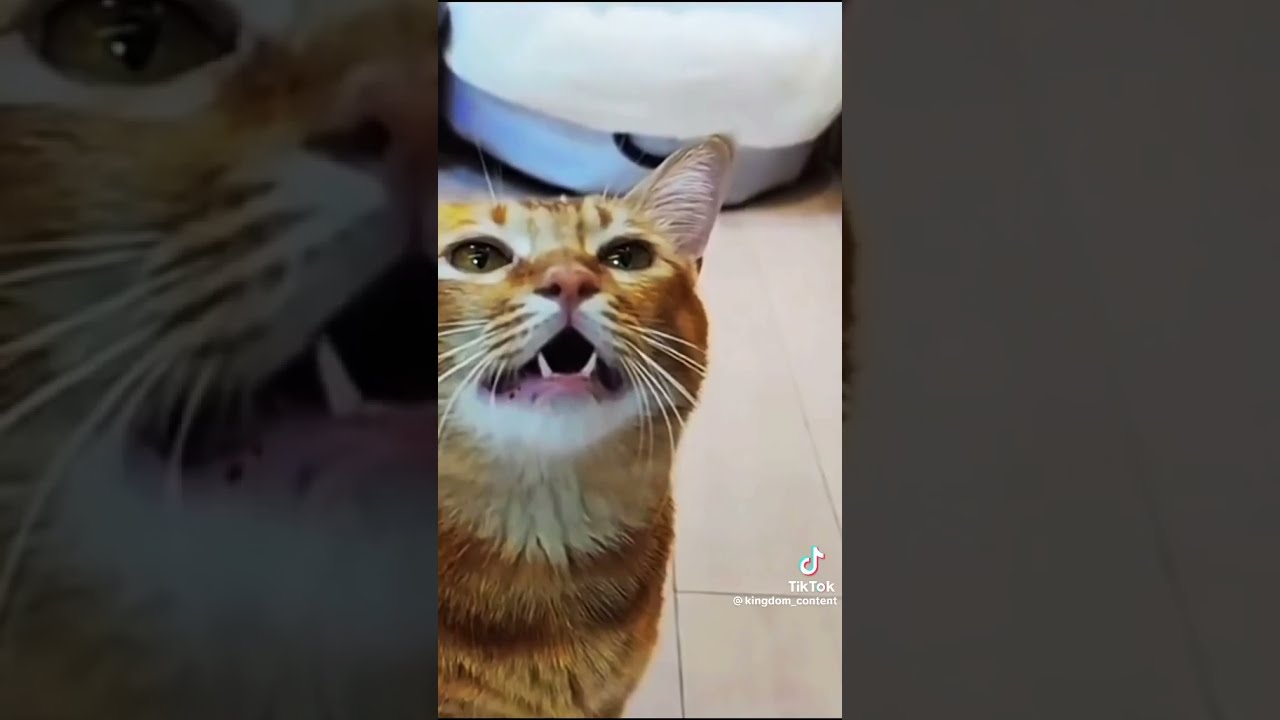 #1 Singing Cat...full original..pt1
