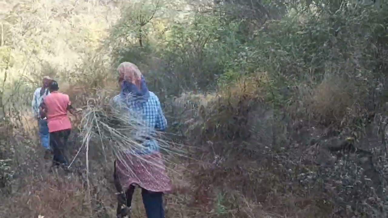 यख बाघ भी रं दिन 🐯🐯💕💕🙏🙏