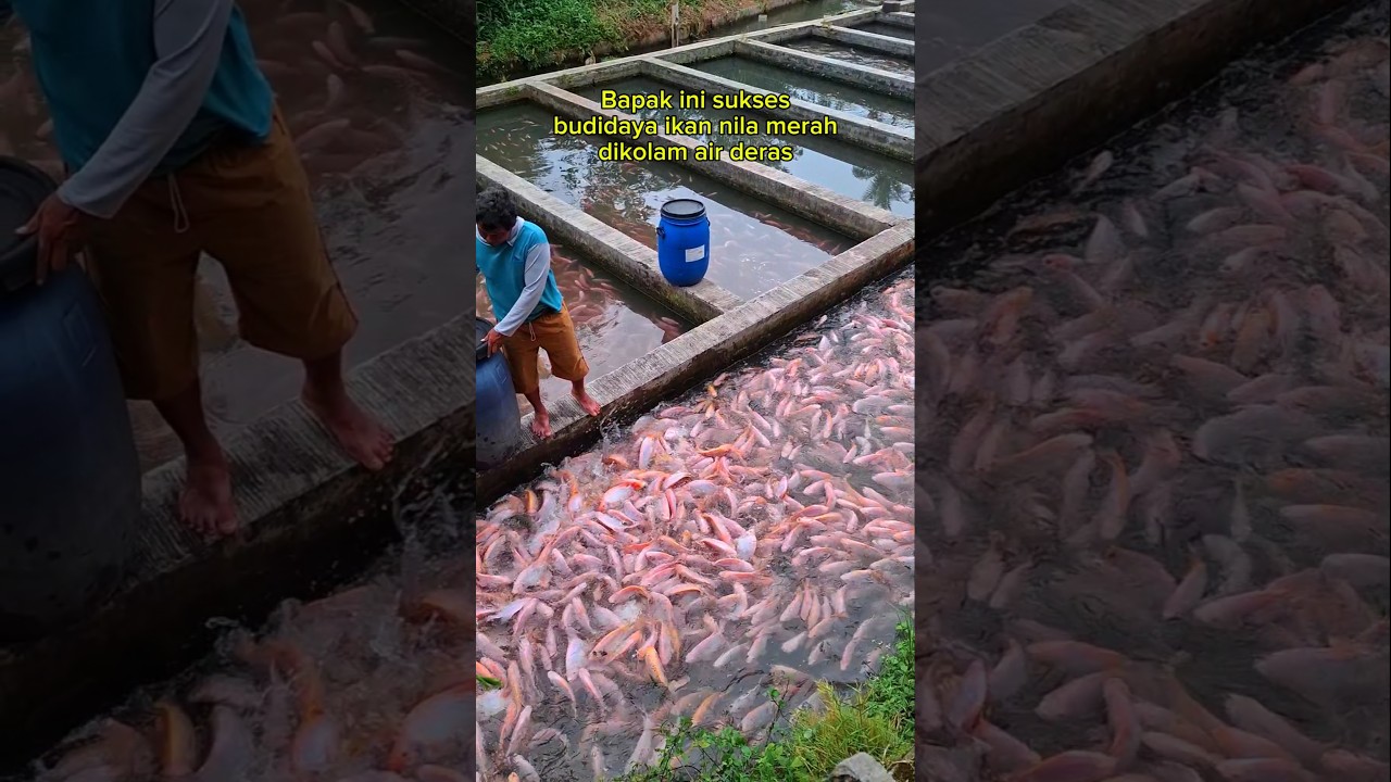 Bapak ini sukses budidaya ikan nila merah dikolam air deras #ikannila #shorts