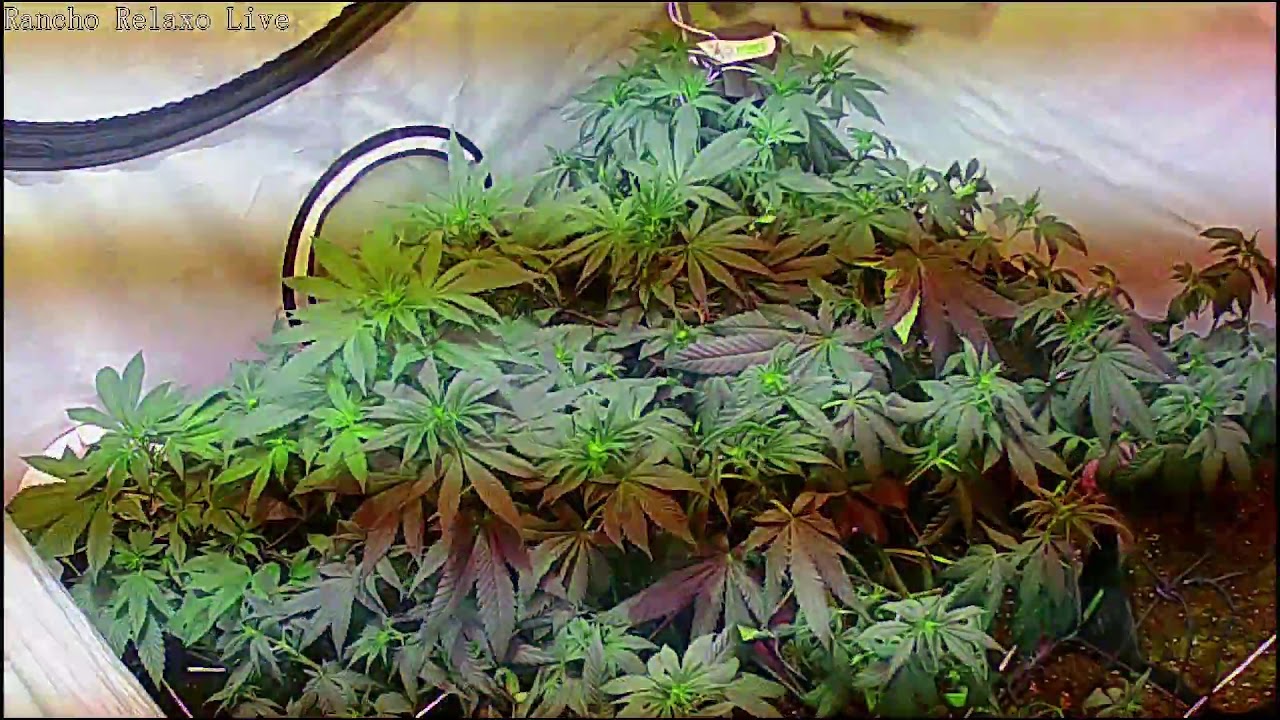 Timelapse #4 Rancho Relaxo 24H 00Seeds, Thgrow, GrotekNutrients