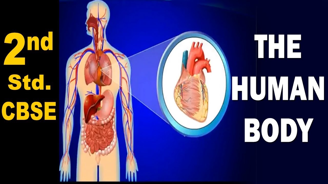 The Human Body | 2nd Std | Science | CBSE Board | Home Revise