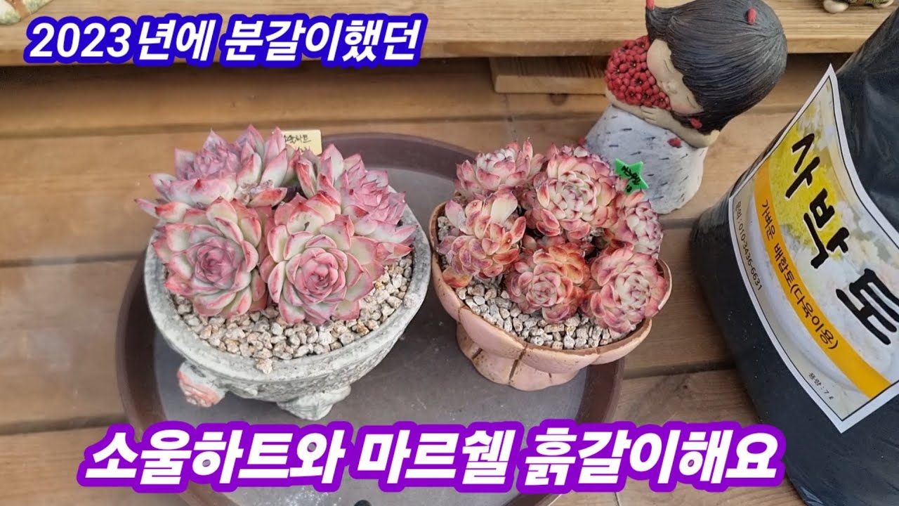 26.2.14 🌹23년에 분갈이했던 소울하트와 마르쉘 사박토 흙갈이해요🌹 #사박토 010-3436-6631 