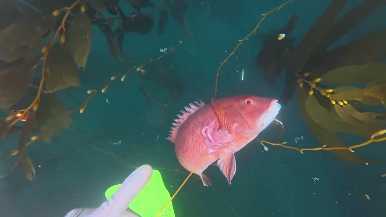 Shooting fish and harvesting scallops in Southern California