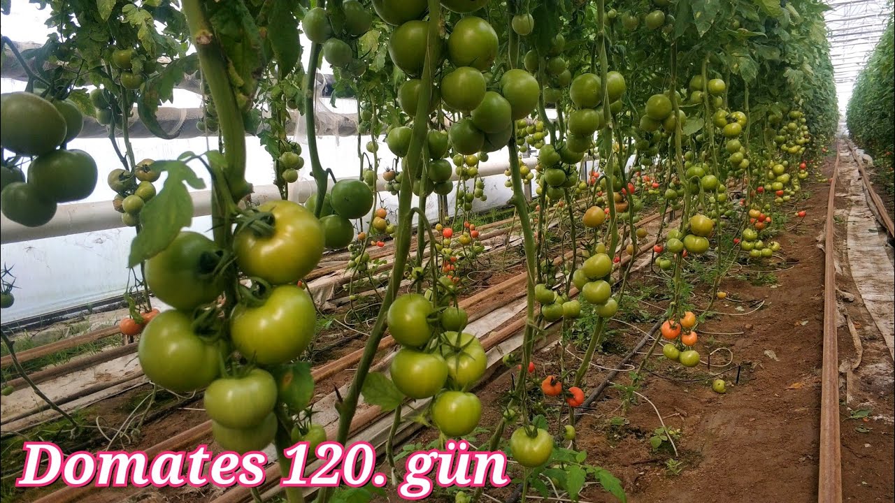 Domates 120. gün Harun hoca işi bıraktı nedenleri ve domateste son durum.