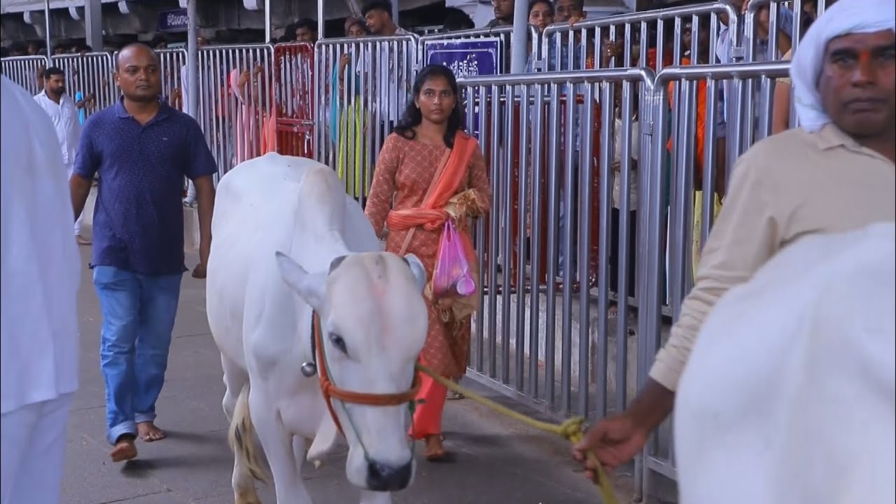 వేములవాడ శ్రీ రాజరాజేశ్వర స్వామి ఆలయంలో ఆదివారం భక్తుల రద్దీ||Vemulawada temple Rush||KNRTV