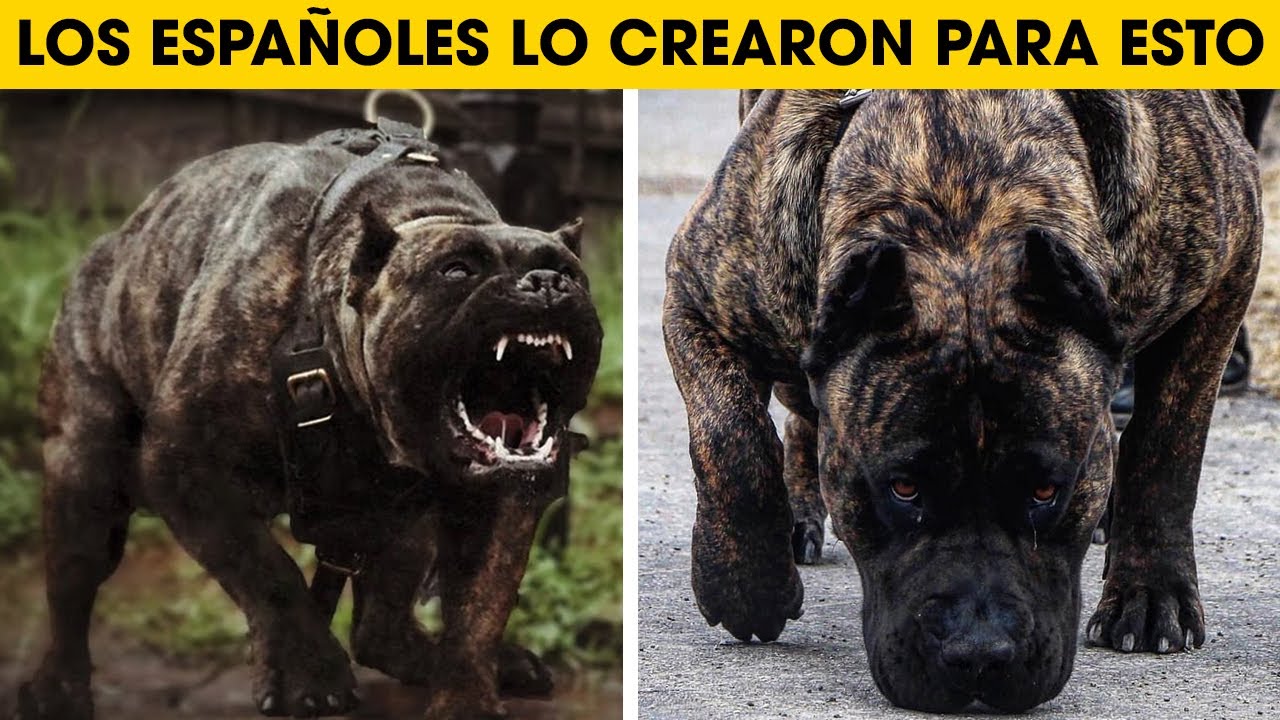 Cosas Que No Sabias De Los Perros Presa Canario