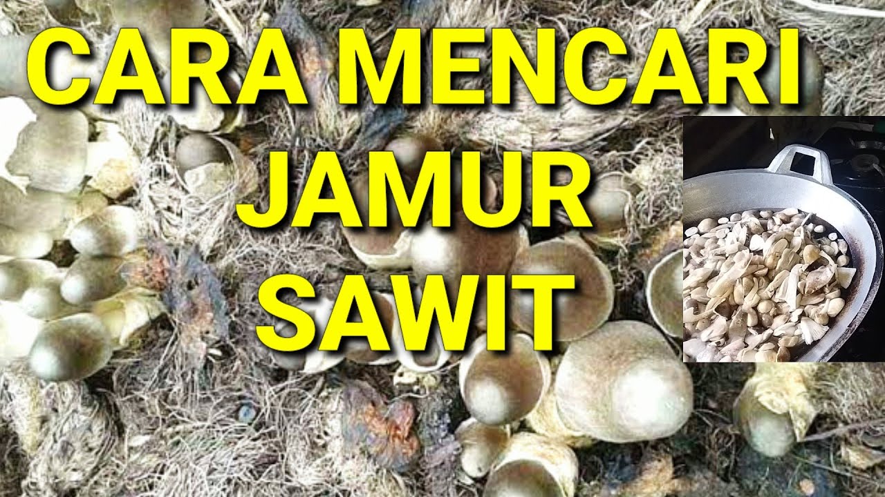 CARA MENCARI JAMUR SAWIT || palm mushroom