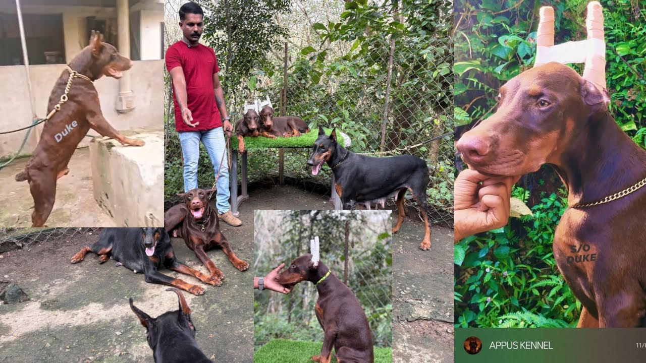 കാവലിനു കരുത്തരായ യൂറോപ്യൻ ഡോബർമാൻ നായകൾ European Doberman Kennel 