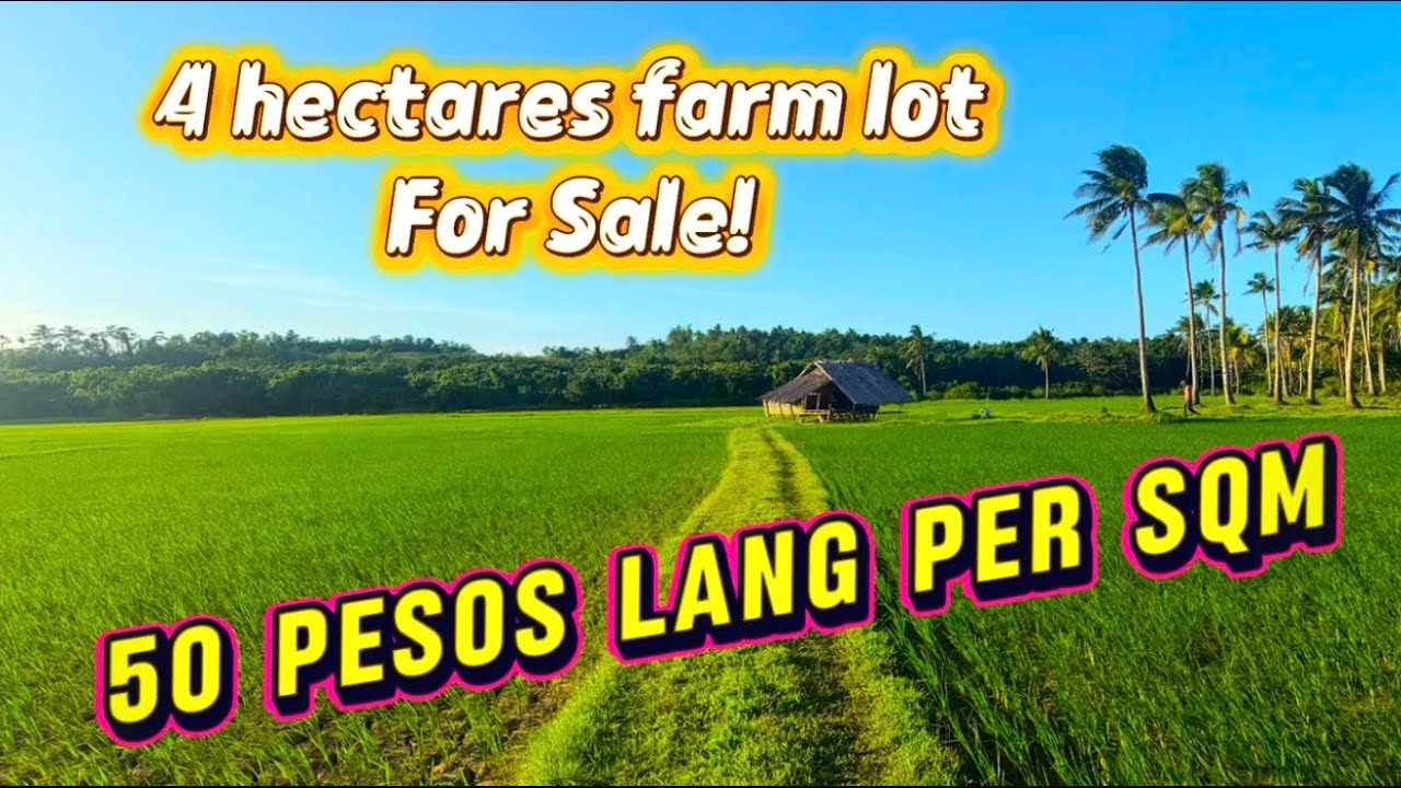 Vlog#205 farm lot for sale!. 4 has 50 pesos lang per sqm. Nyogan palayan.. loc sta. Elena cam.norte