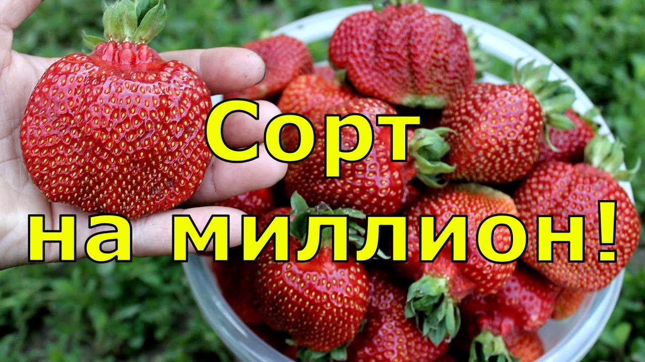 КЛУБНИКА. Лучшие сорта клубники. Вкусная и урожайная садовая земляника
