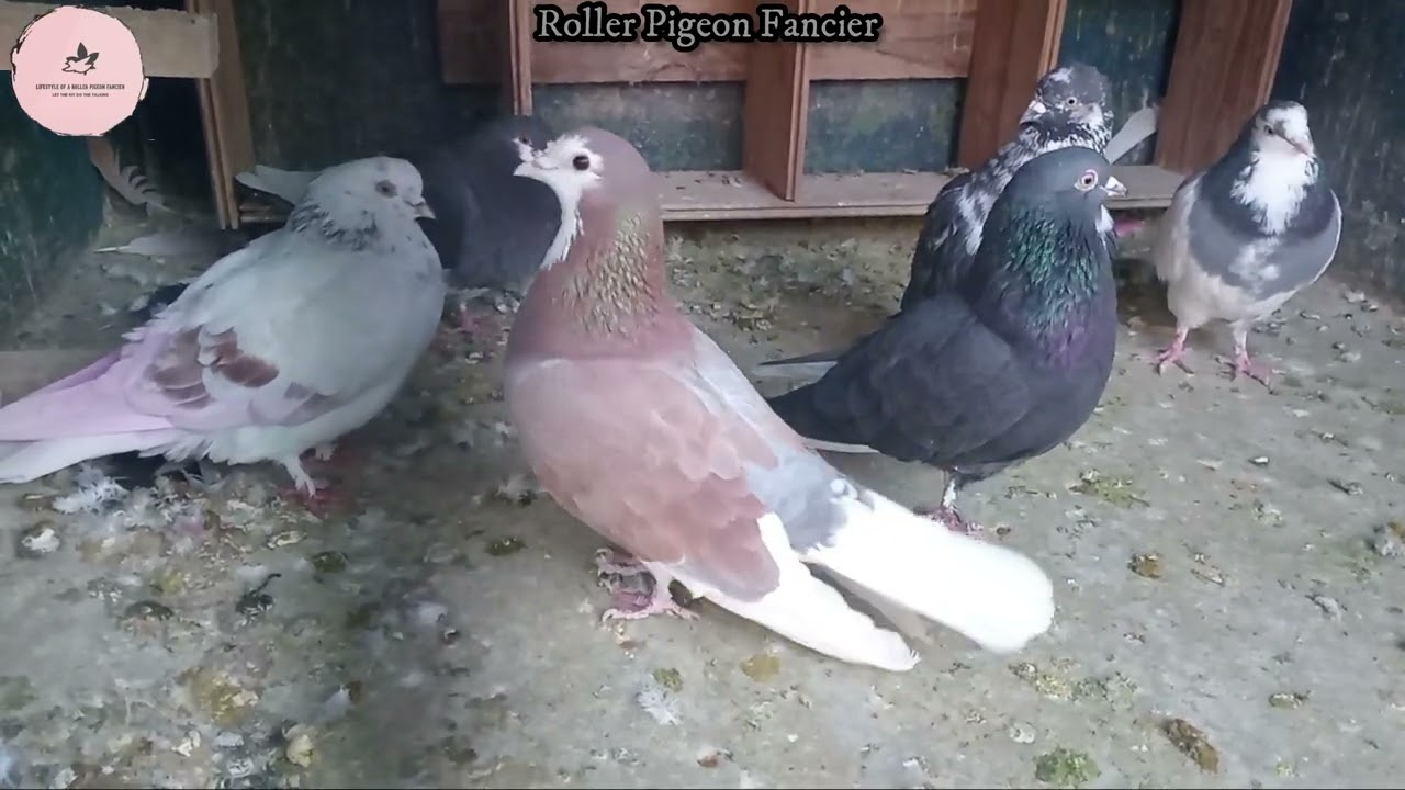 William and Aletta Roller Pigeon Update 3