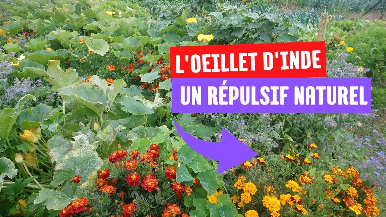 COMMENT R&Eacute;ALISER UN SEMI d&rsquo;oeillet d'inde un anti-pucerons naturel