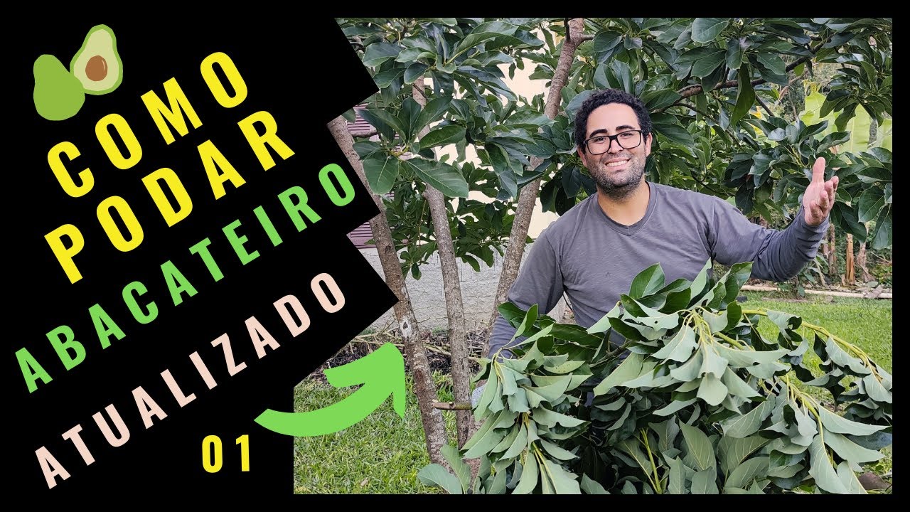 (Melhor MÉTODO) Como PODAR seu Abacateiro GUIA COMPLETO / VIDEO 01