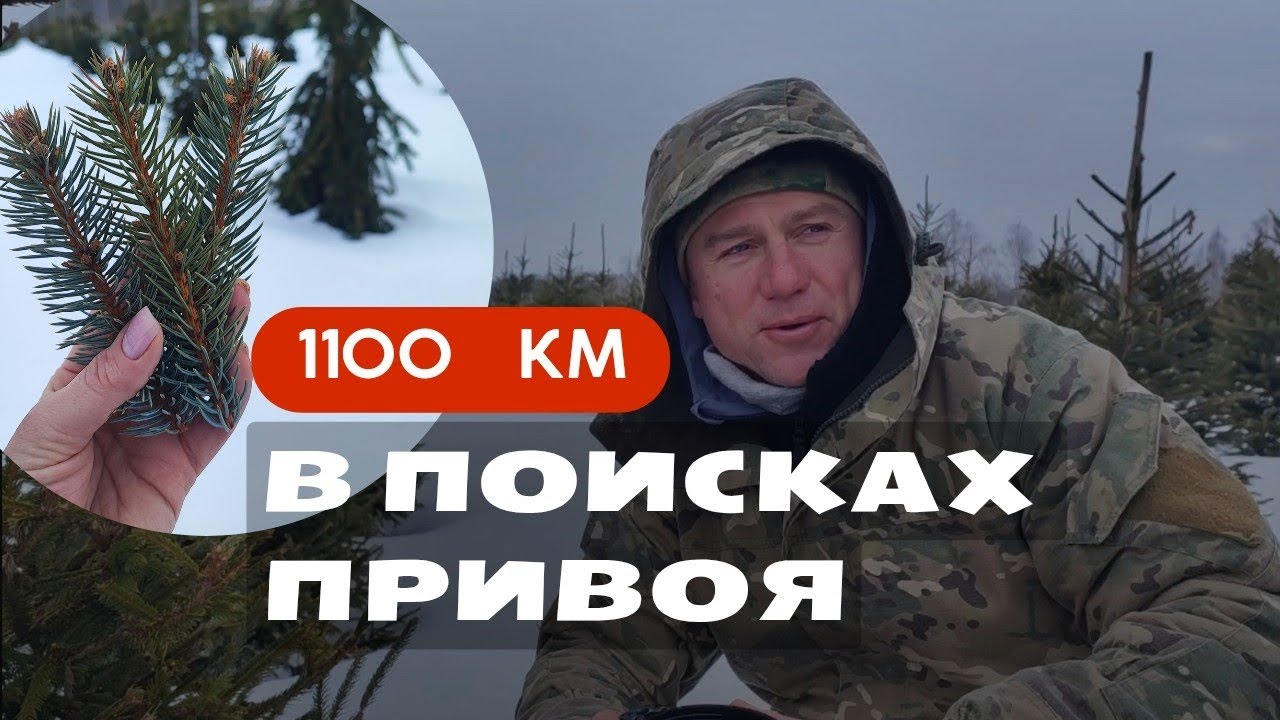 🌲Хвойная прививка 2026&bull;Миссия: найти привой&bull;Печальный опыт с покупкой 