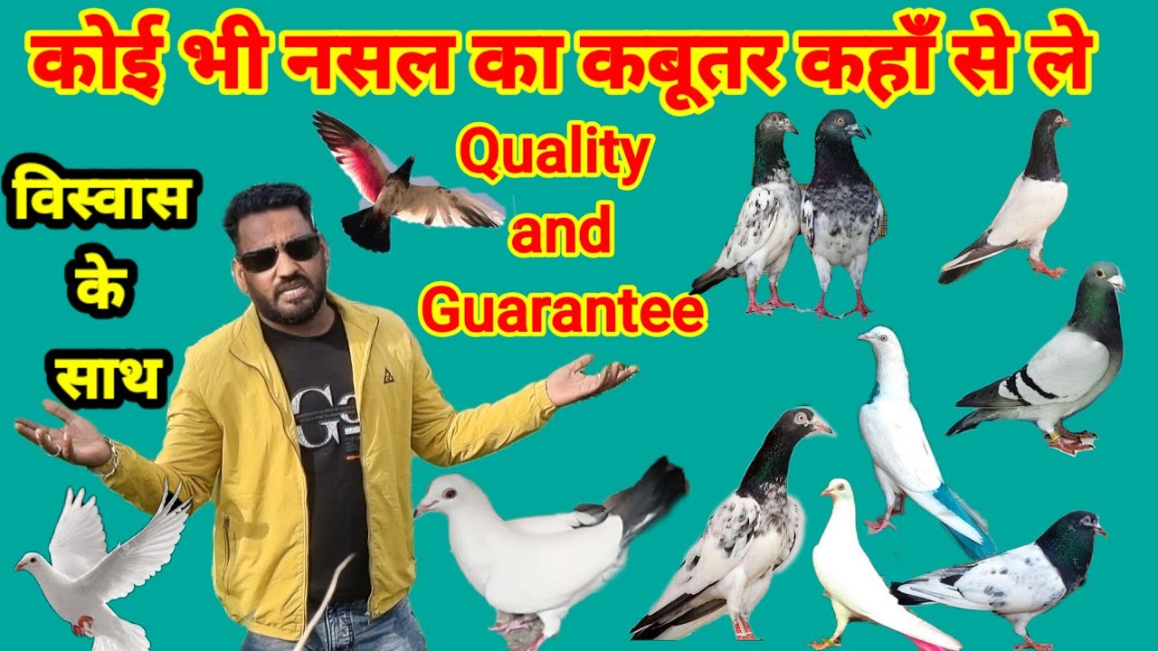 Koi Bhi Nasal ka kabutar kaha se le 9888150785