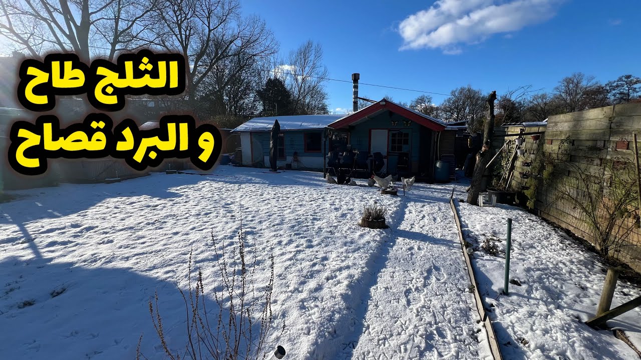 (250) الثلج طاح و البرد قصاح 