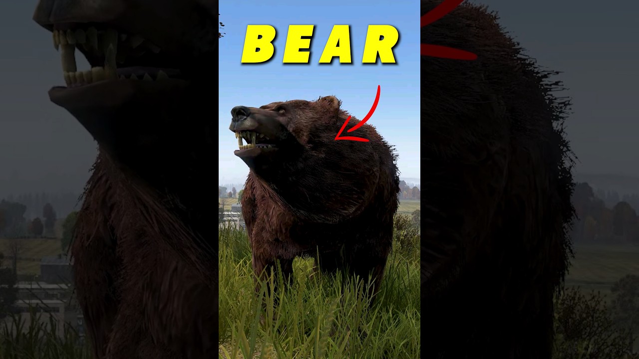 How To Trap A Bear 🐻❌️
