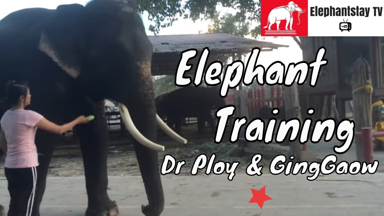 Elephant training with Dr Ploy & GingGaow (1)