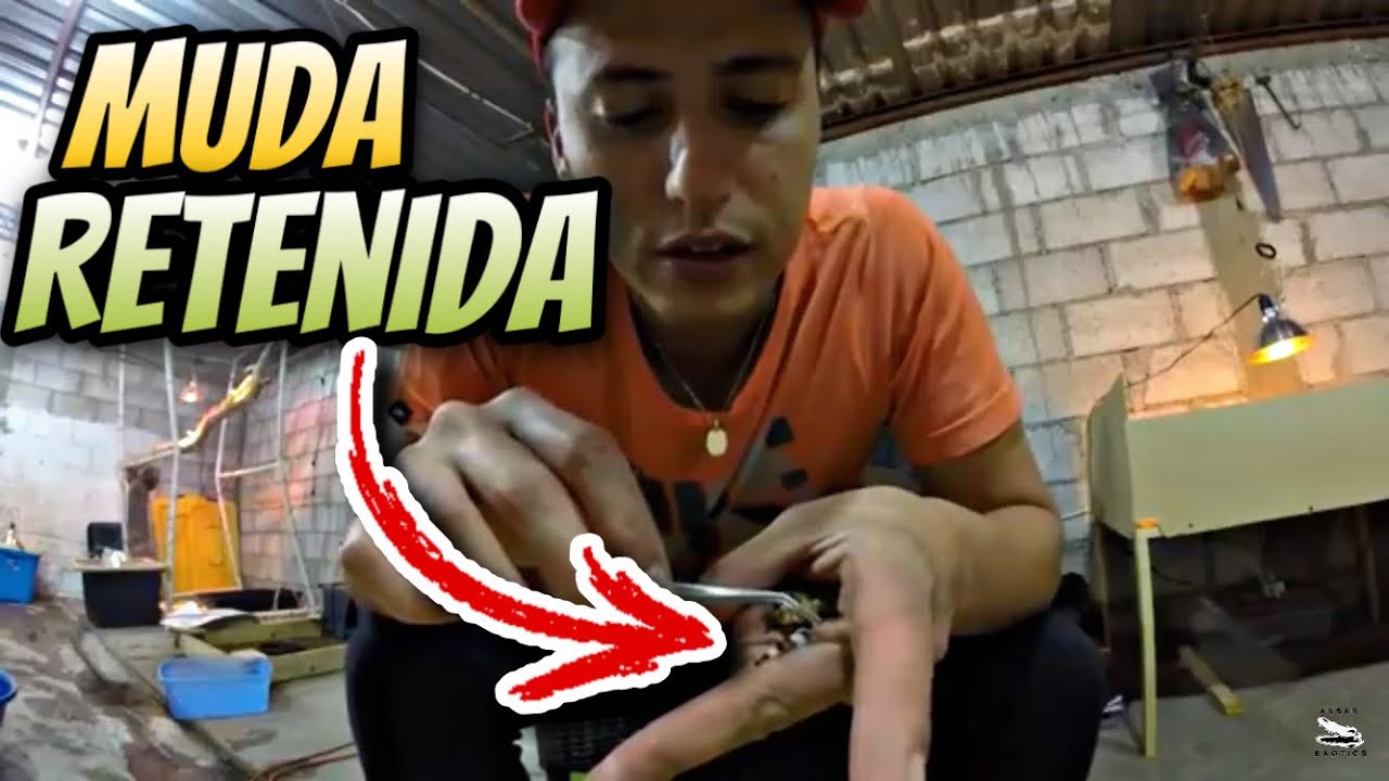 Muda Retenida En Reptiles, Así Se Puede Solucionar