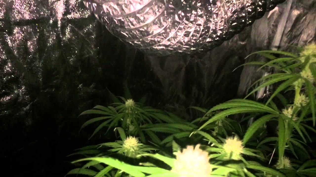 CBD Medi Haze Day 25 Flowering