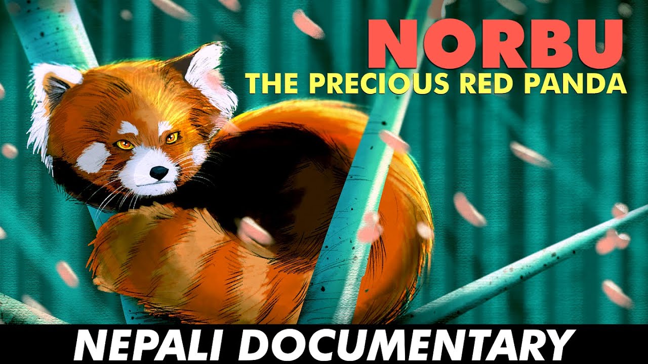 NORBU: The Precious Red Panda  | Documentary