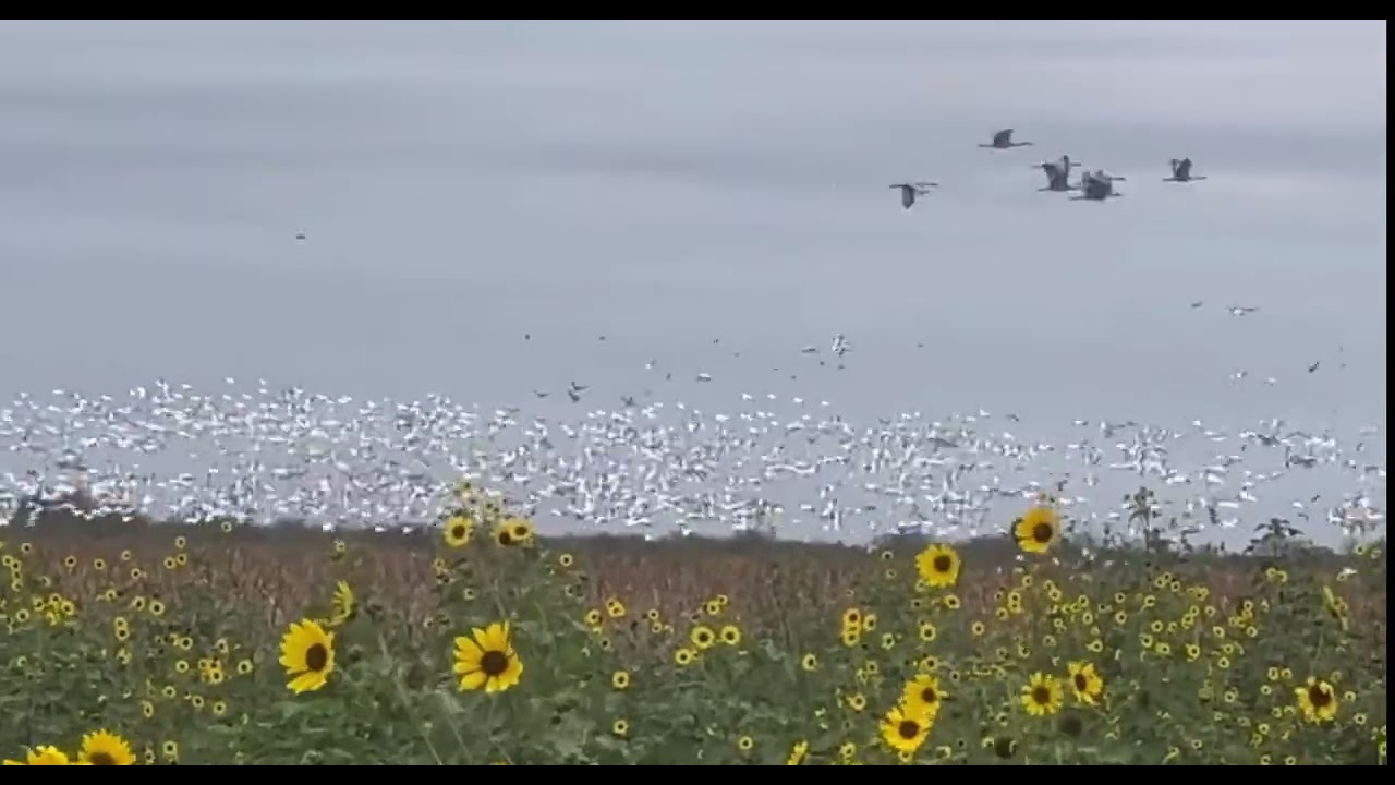 San Fernando Mexico Wingshooting 