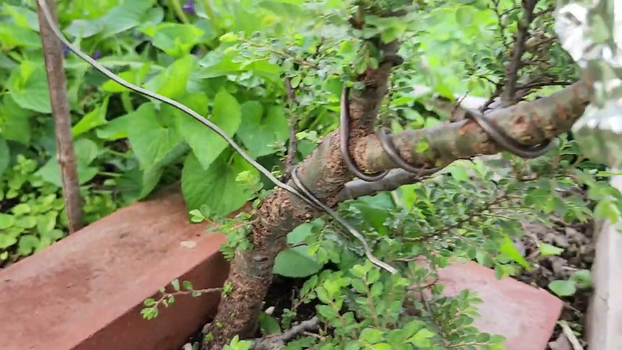 Bonsai grow beds spring 2025