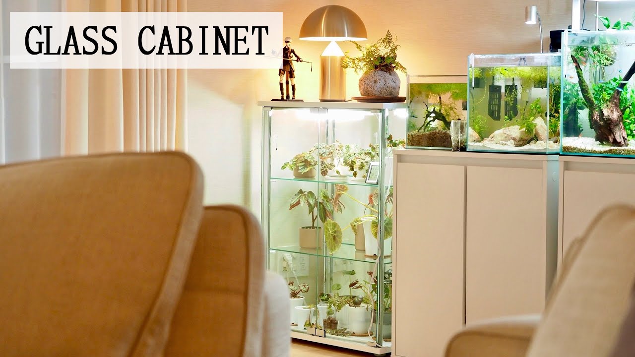 【植物棚】コレクションケースを植物用として使う【不二貿易フィギュアケース】