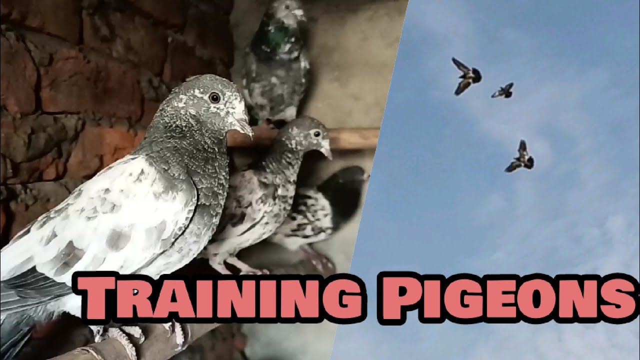 Baby Pigeon First Flight|How to Train Baby Pigeons to Come Back Home