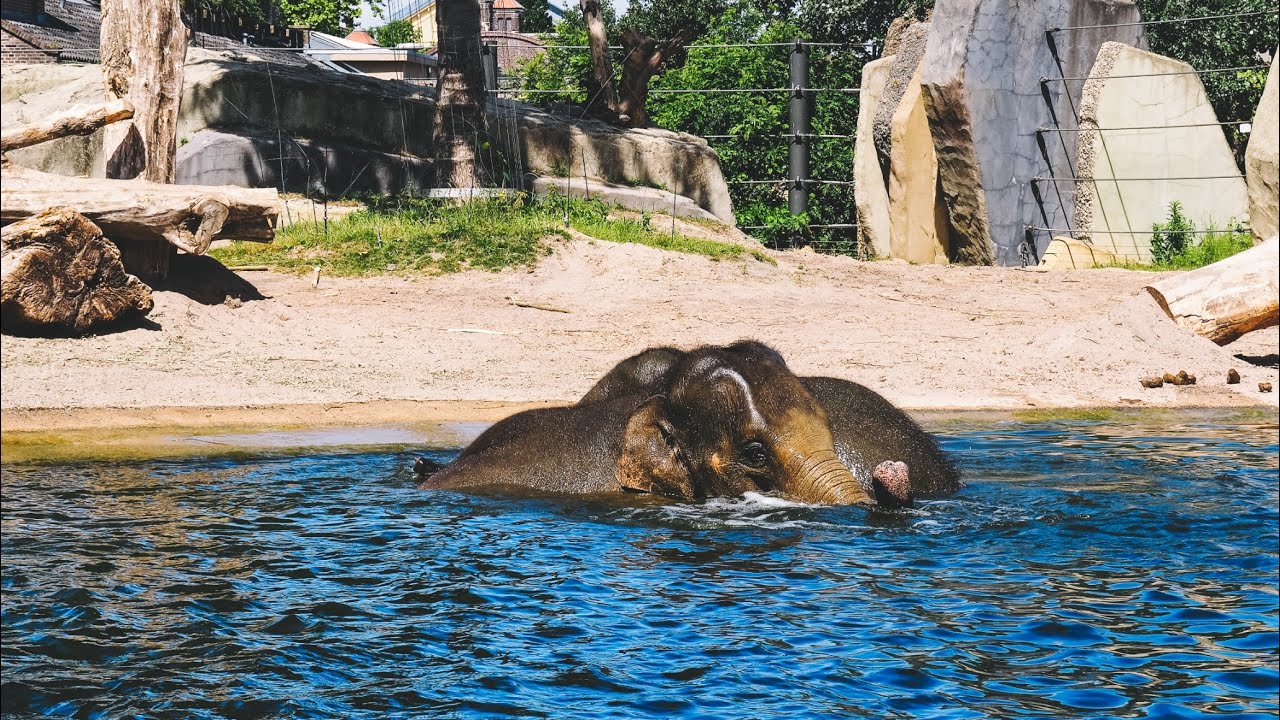 Baby Elephant Pool Party: Cute Elephants Playing in Water 4K
