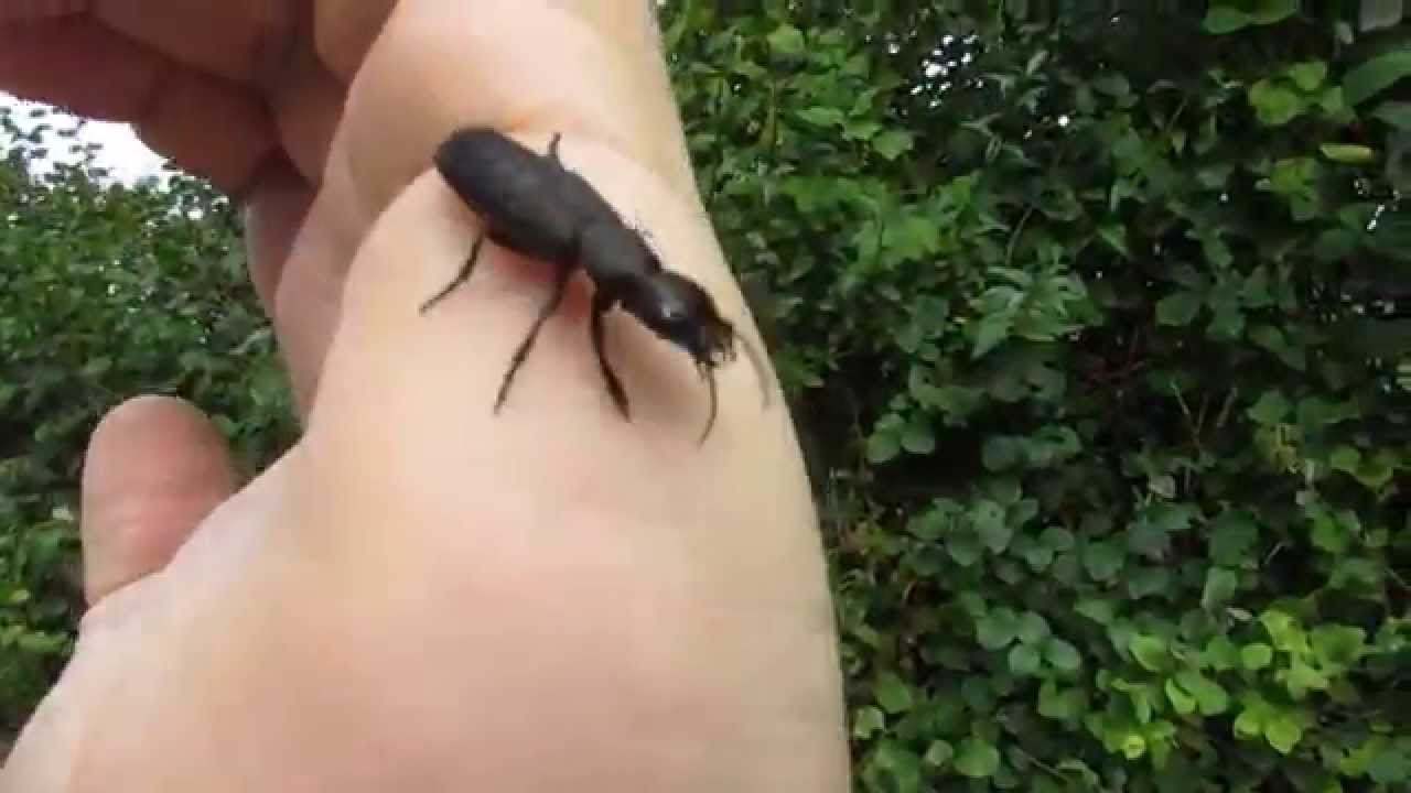Handling an Angry Devil's Coach-horse Beetle