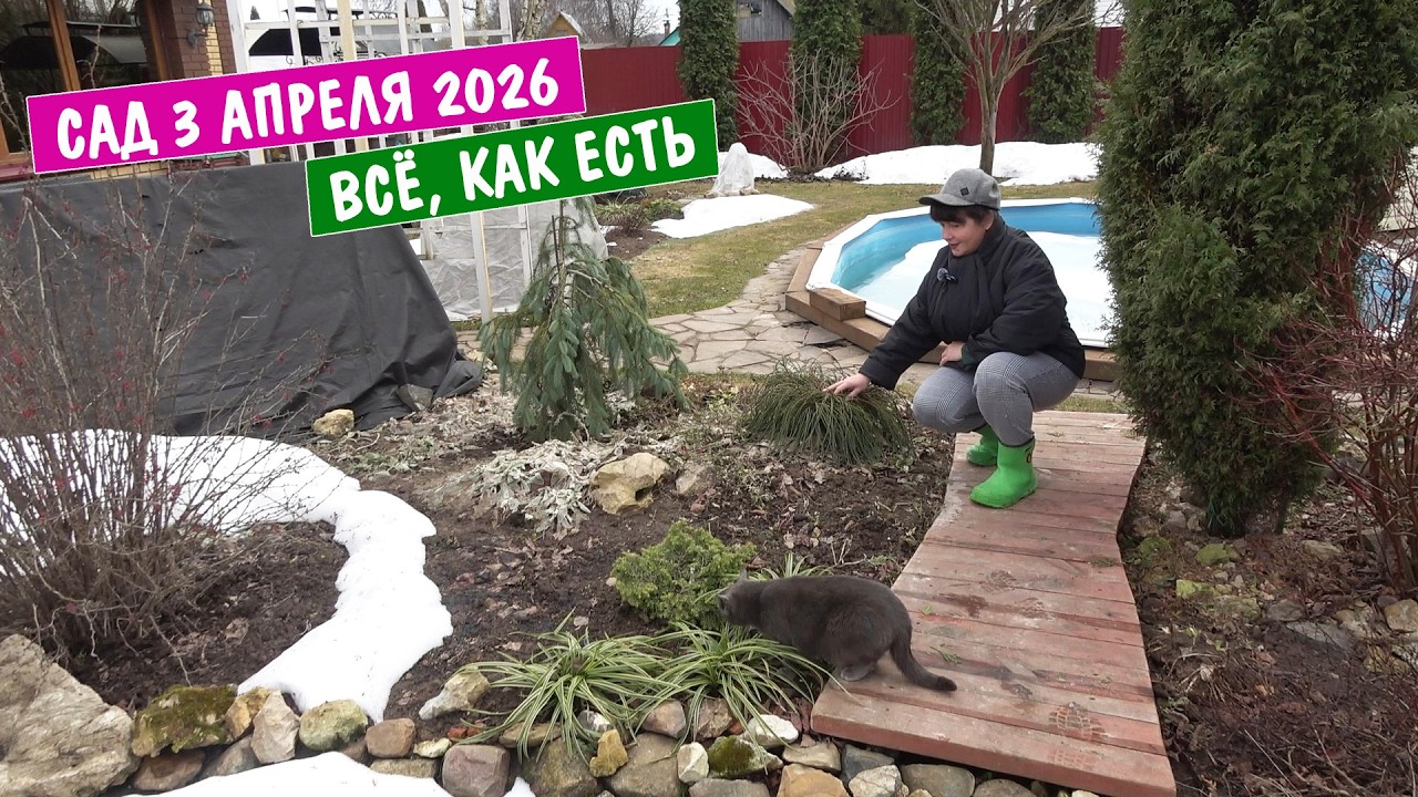 Сад 3 апреля 2026г. Считаю ущерб! И весь бардак после зимы - как он есть!