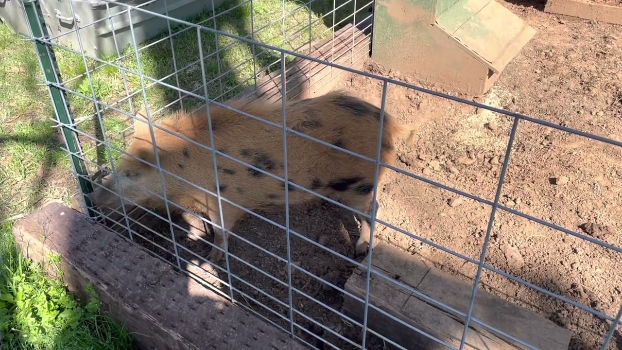 Wild hog update after 2 months @twincedarsranch1658