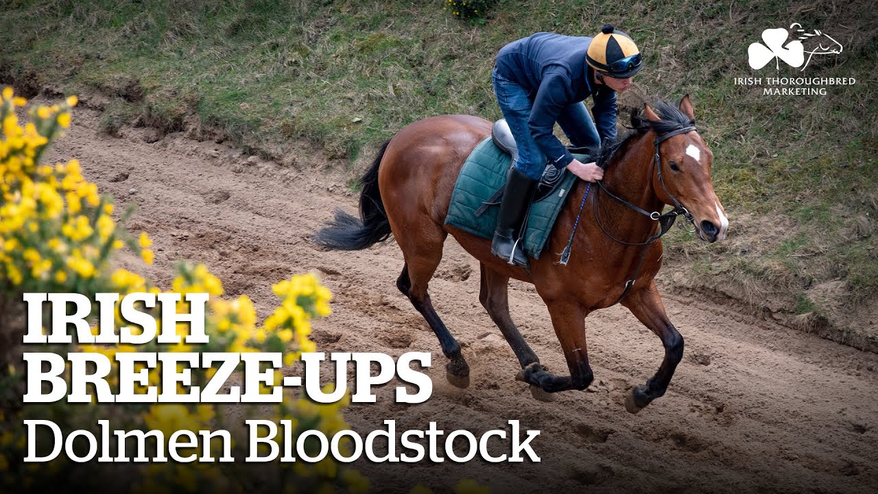 Irish Breeze-Ups - Dolmen Bloodstock, County Wicklow
