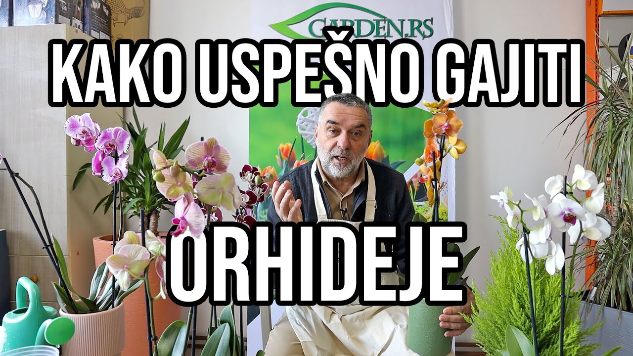 Kako uspešno gajiti orhideje