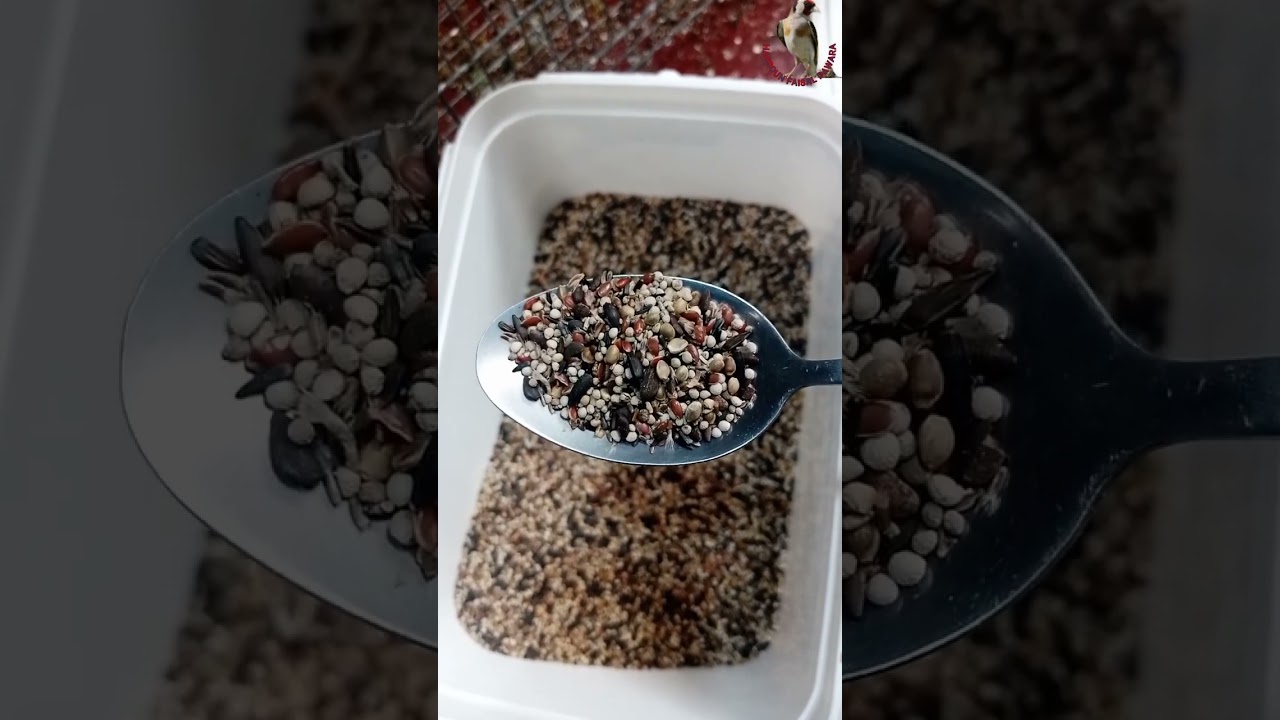 خلطة البذور التي اعتمد عليها لتجهيز الطيور مع بعض النصائح المفيدة لأصحاب السلاكات