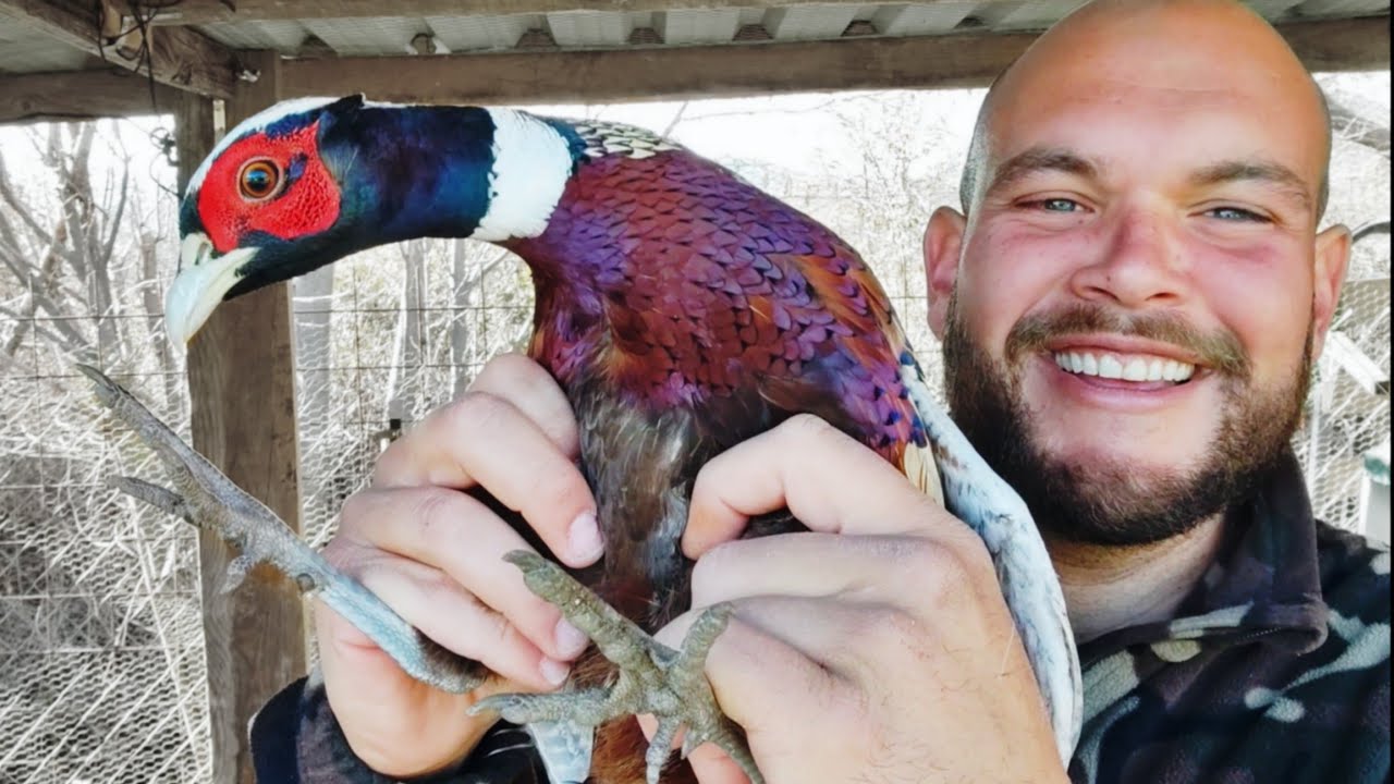 Increíble: Un Faisán se Cuela en el Gallinero y Vive con las Gallinas