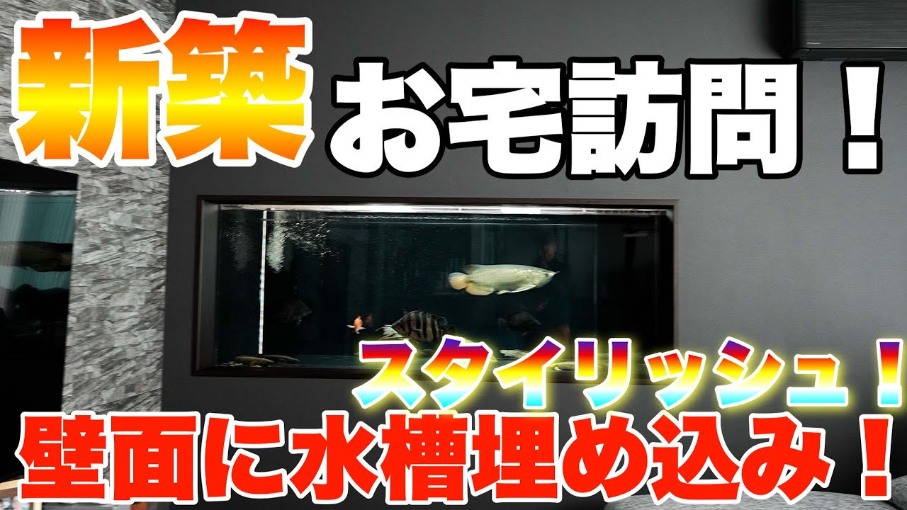 【お宅訪問】新築住宅に埋込水槽が素晴らしい！気になる部分も聞いてみた！　#熱帯魚　#アクアリウム #埋込水槽