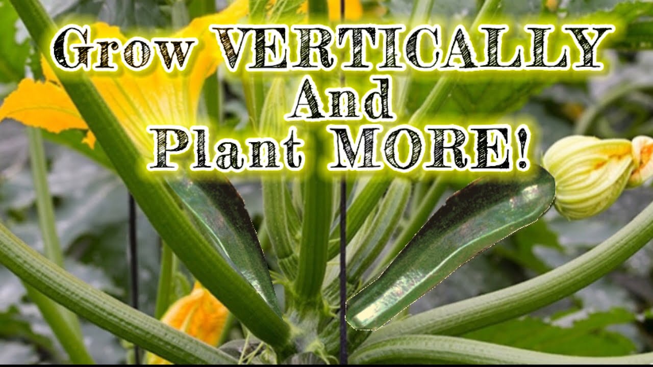 GROW ZUCCHINI VERTICALLY! SAVE SPACE and PLANT MORE!