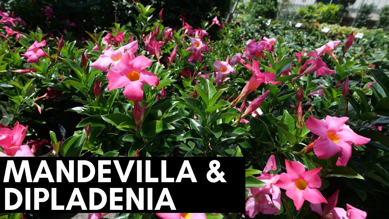 Mandevilla and Dipladenia