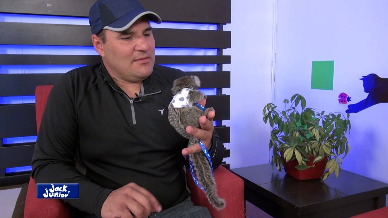 Monos tití