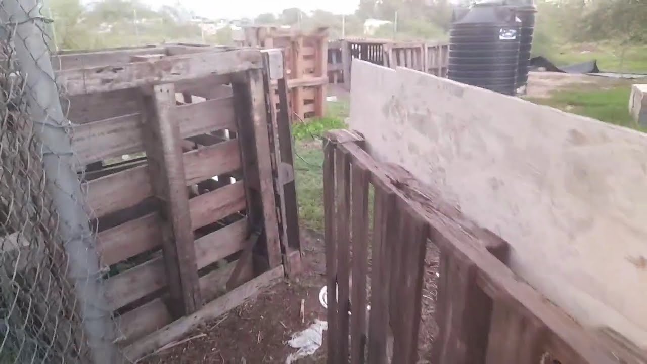 Preview Of My Farming Lifestyle #pig #pigfeed #pigbreeding #tyronefreshfarm #farming #freshproduce 